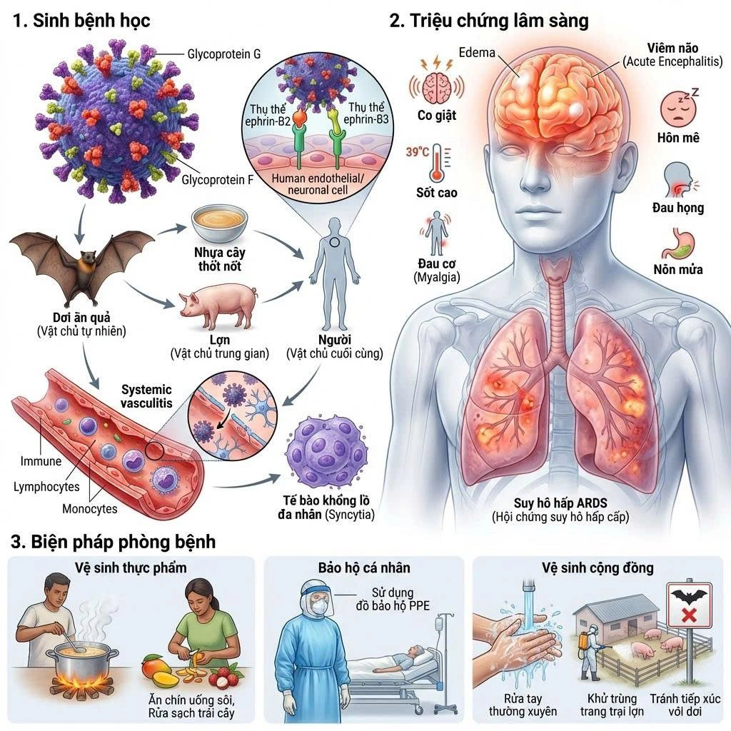 Virus Nipah - cơ chế gây bệnh và các biện pháp phòng ngừa 3